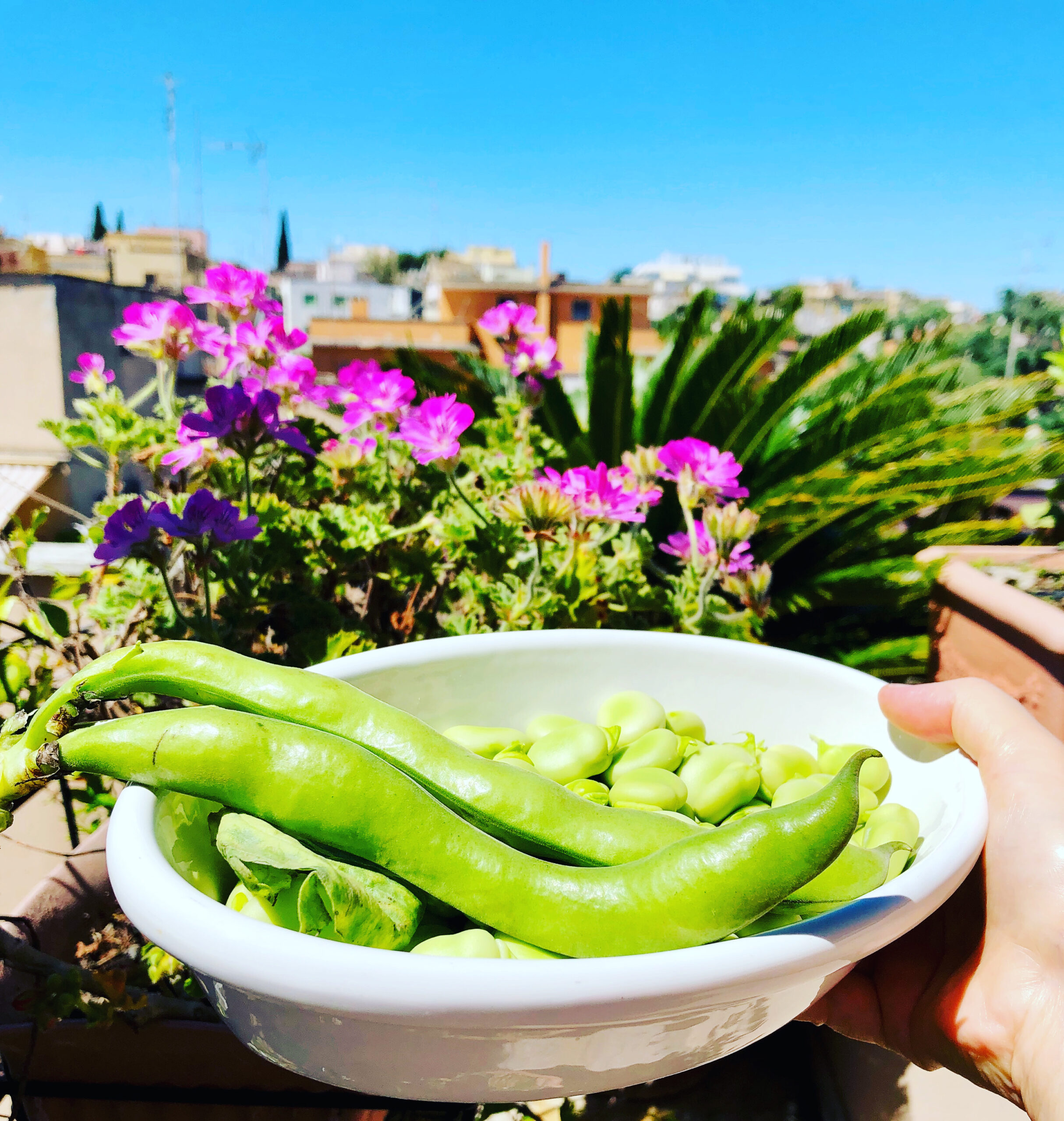 Fave: proprietà nutrizionali