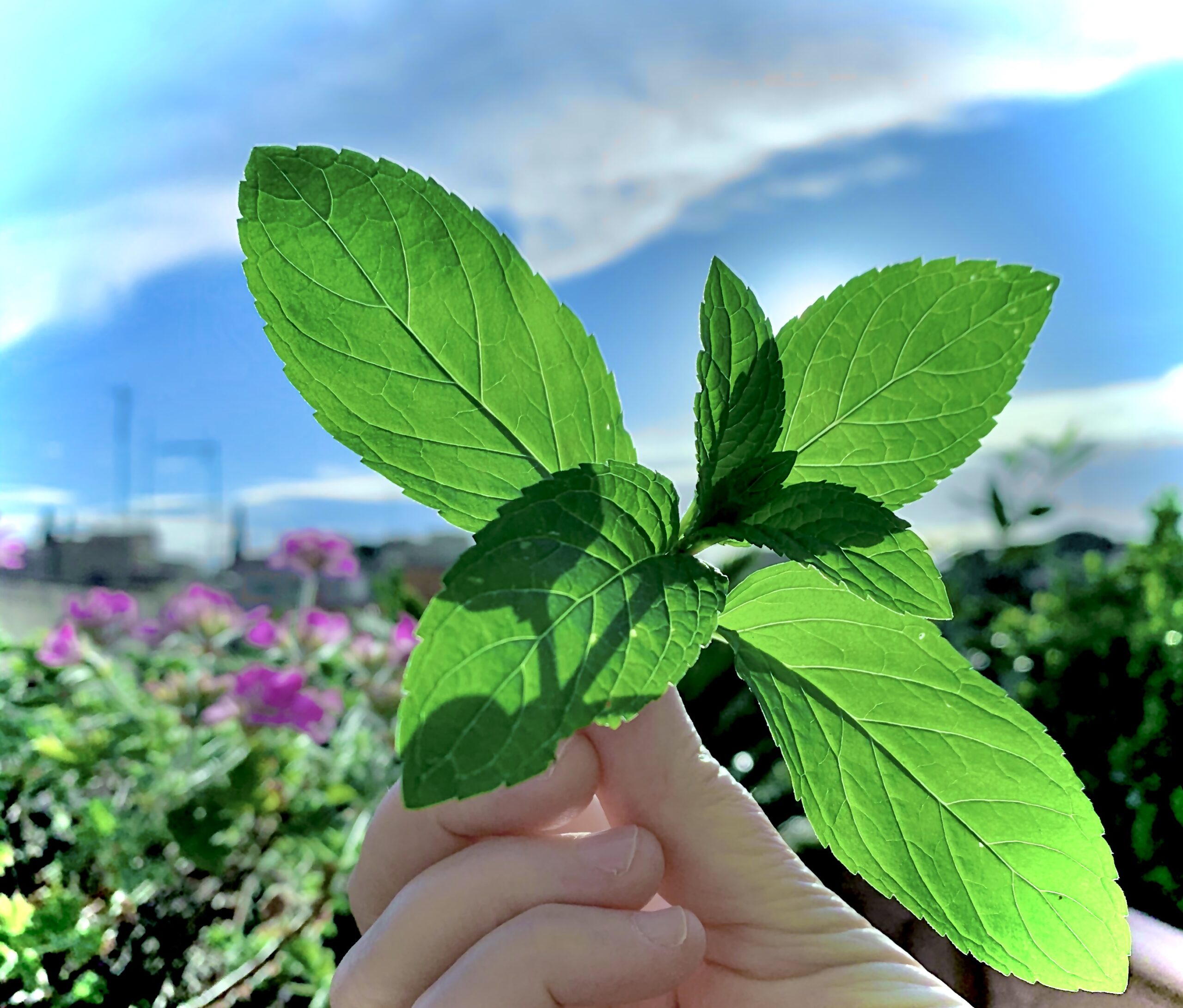 Menta piperita, la mia aromatica