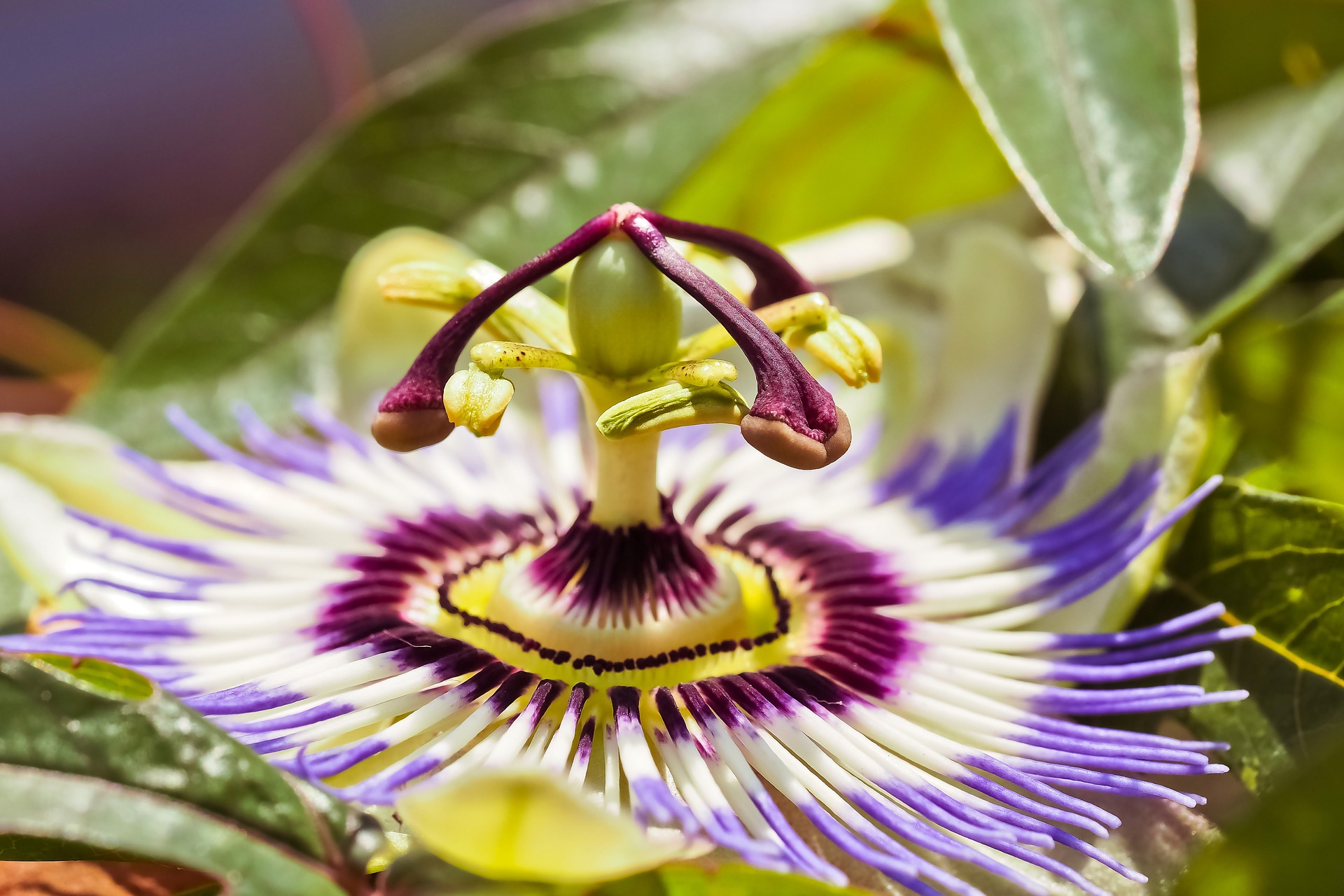 Passiflora incarnata pianta medicinale in omeopatia.